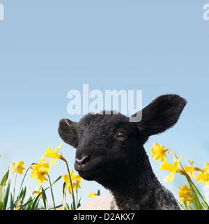 Lamm, Wandern in Blumenfeld Stockfoto