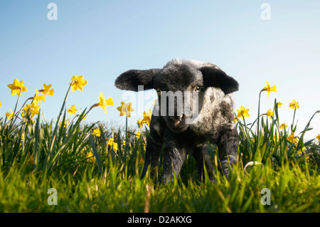 Lamm, Wandern in Blumenfeld Stockfoto