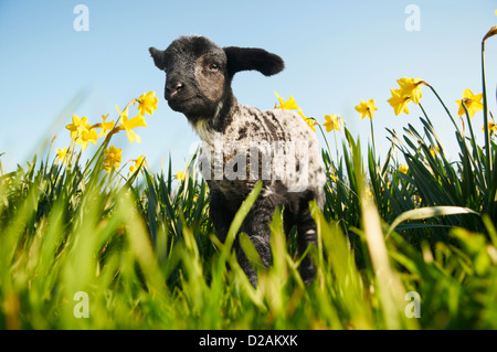 Lamm, Wandern in Blumenfeld Stockfoto