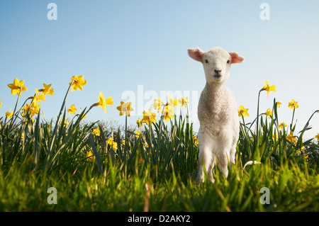 Lamm, Wandern in Blumenfeld Stockfoto