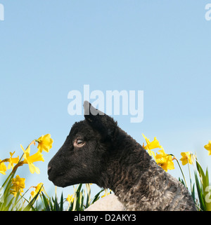 Lamm, Wandern in Blumenfeld Stockfoto