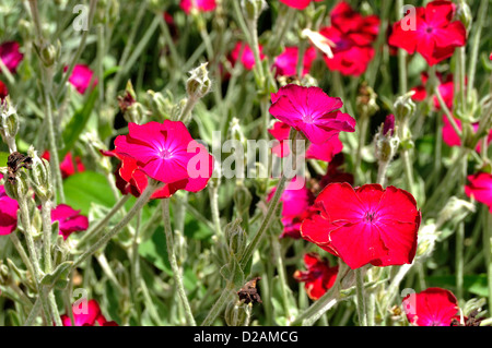 Rose Campion (Lychnis Coronaria) in voller Blüte im Juni, mehrjährige Pflanze. Stockfoto