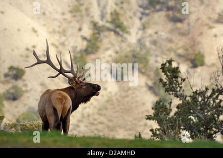 Stier Elche (Cervus Canadensis) hallten während der Brunftzeit Saison Herbst Stockfoto