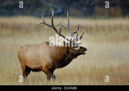 Stier Elche (Cervus Canadensis) hallten während der Brunftzeit Saison Herbst Stockfoto