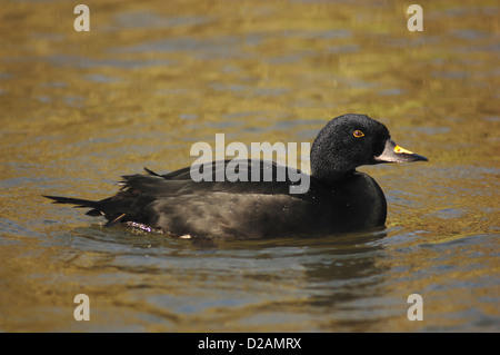 Eine männliche Ente für gemeinsame scoter Stockfoto