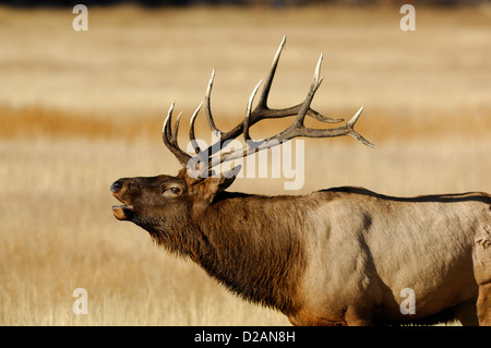 Stier Elche (Cervus Canadensis) hallten während der Brunftzeit Saison Herbst Stockfoto