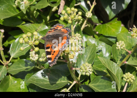 Kleiner Fuchs Schmetterling (Aglais Urticae) Fütterung auf Ivy Blumen (Hedera Helix) in eine Hecke im Spätsommer im Königreich Stockfoto