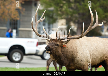 Spurrinnen Stier Elche (Cervus Canadensis) hallten in Mammoth Hot Springs Yellowstone Nationalpark, Wyoming Stockfoto