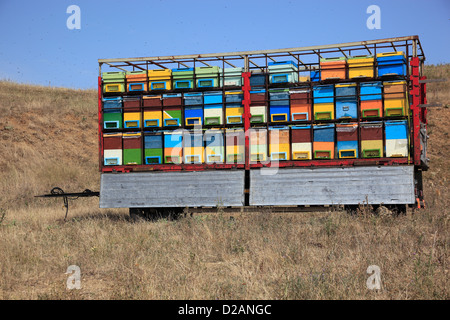 Bienenstöcke in einem Wagen, in der Nähe von Dacia, Grafschaft von Brasov, Rumänien. Stockfoto