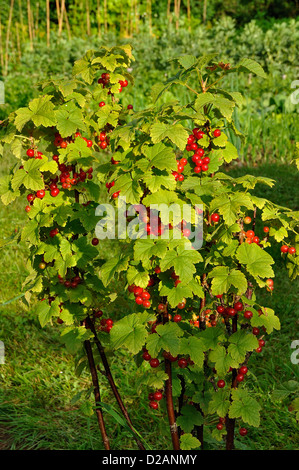 Rote Johannisbeere (Ribes Rubrum) Reifen im Busch. Stockfoto