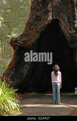 Neun Jahre altes Kind stehend an hohlen Basis der Red Tingle Tree Eukalyptus Jacksonii. Stockfoto