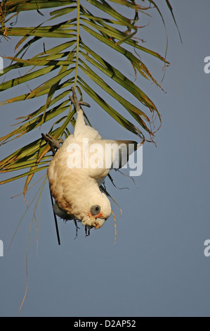 Kleinen Kakadu oder Shortbilled Kakadu, Cacatua Pastinator sanguineaund von Baum hängen. Stockfoto