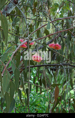 Blumen am Baum. Eucalyptus Caesia, Unterart Magna "Silber Prinzessin" rote Form. Stockfoto