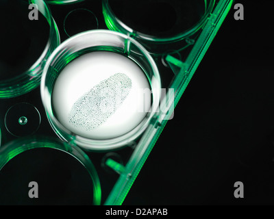 Nahaufnahme von Fingerabdruck im forensischen Labor Stockfoto