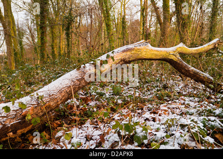 Winterliche Waldlandschaft. Toter Baum im Wald mit leichten Schneedecke im Winter, Nottinghamshire, England, Großbritannien Stockfoto