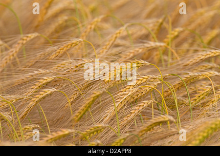 Reife Ohren und Ährchen in Gerste (Hordeum Vulgare) im Sommer Stockfoto