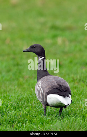 Ringelgans (Branta Bernicla) auf Nahrungssuche in Wiese Stockfoto