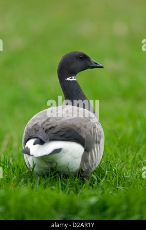 Ringelgans (Branta Bernicla) auf Nahrungssuche in Wiese Stockfoto