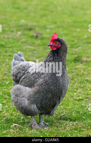 Haushuhn (Gallus Gallus Domesticus) Henne Porträts am Geflügelhof Stockfoto