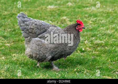 Haushuhn (Gallus Gallus Domesticus) Henne Porträts am Geflügelhof Stockfoto