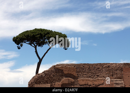 Zirbenholz auf Palatin, Rom, Italien Stockfoto