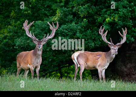 Zwei rote Hirsche (Cervus Elaphus) mit Geweih bedeckt in samt im Sommer, Dänemark Stockfoto