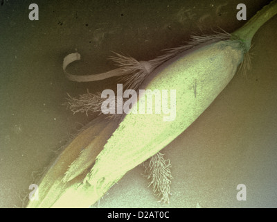 REM-Aufnahme von Grassamen Stockfoto