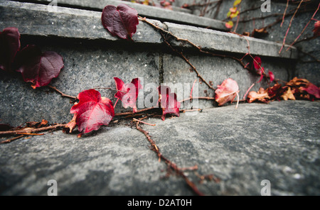 Rote Blätter auf Weinbau auf Schritte Stockfoto