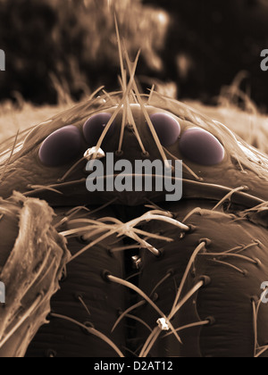 REM-Bild der Spinne Augen Stockfoto
