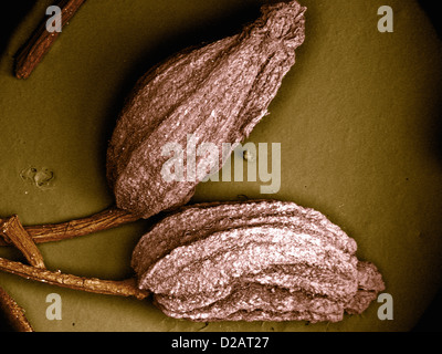 REM-Aufnahme von Taraxacum Saatgut Stockfoto