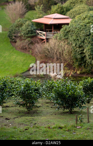 Die Himalaya-Tal am Tregothnan Estate-Tee-Plantage in der Nähe von Truro, Cornwall Stockfoto