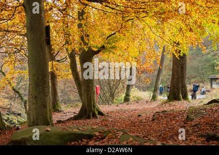 Leute genießen reichen Herbst Farben auf Bäume & Familie einen erholsamen Spaziergang am Tag in Strid Holz - Bolton Abbey Estate, Yorkshire Dales, England, UK. Stockfoto