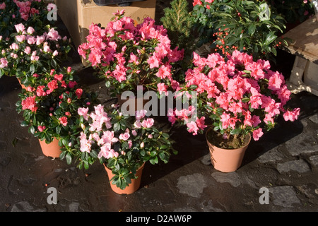 Azalee Pflanzen in Blüte, Straße Blume stehen Stockfoto