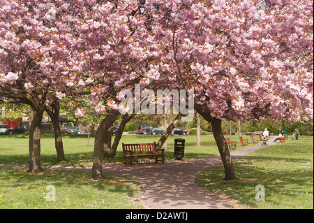 Menschen in sonnigen Park unter Bäumen mit schönen, bunten rosa Kirschblüten im Frühling - Riverside Gardens Ilkley, Yorkshire, UK entspannen. Stockfoto