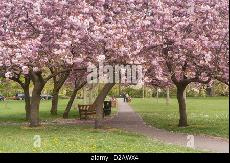 Die Menschen in den öffentlichen Park unter Bäumen mit schönen, bunten rosa Kirschblüten im Frühling - Riverside Gardens Ilkley, Yorkshire, UK entspannen. Stockfoto