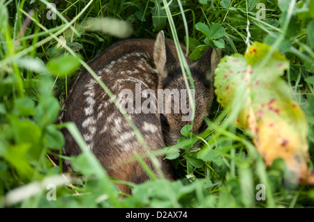 Fawn-schlafen im Gras Stockfoto