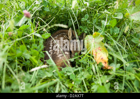 Fawn-schlafen im Gras Stockfoto