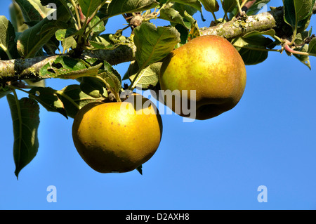 Mehlige Äpfel auf dem Baum (Malus Domestica), im august. Stockfoto