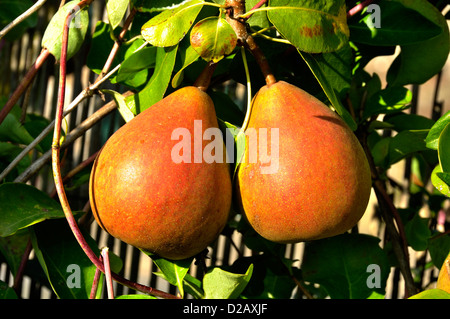 Birnen auf dem Zweig (Pyrus Communis), Sorte: "Beurre Hardy", august, Reifung in den Baum. Stockfoto