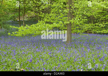 Blühenden Glockenblumen schaffen einen schönen bunten blauen Teppich unter den Bäumen im Frühling - Middleton Woods, Ilkley, West Yorkshire, England, UK. Stockfoto