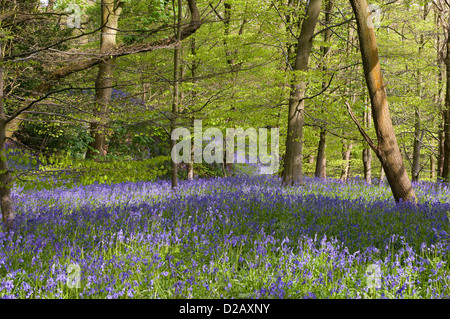 Blühende bluebells Erstellen schöne bunte blauen Teppich unter sonnendurchfluteten Bäume im Frühling - Middleton Woods, Ilkley, West Yorkshire, England, UK. Stockfoto