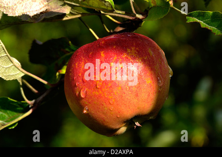 "Melrose" Apfel (Malus Domestica), in der Struktur, im august. Stockfoto