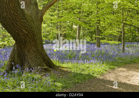 Blüte Frühling bluebells durch Path, erstellen Sie schöne bunte blauen Teppich unter Wald Bäume - Middleton Woods, Ilkley, West Yorkshire, England, Großbritannien Stockfoto