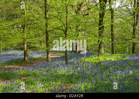 Dappled Sonnenlicht, windigen Pfad, schöne bunte blauen Teppich der Blüte bluebells & Bäume - Middleton Woods, Ilkley, West Yorkshire, England, UK. Stockfoto