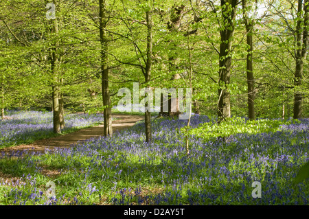 Dappled Sonnenlicht, windigen Pfad, schöne bunte blauen Teppich der Blüte bluebells & Bäume - Middleton Woods, Ilkley, West Yorkshire, England, UK. Stockfoto