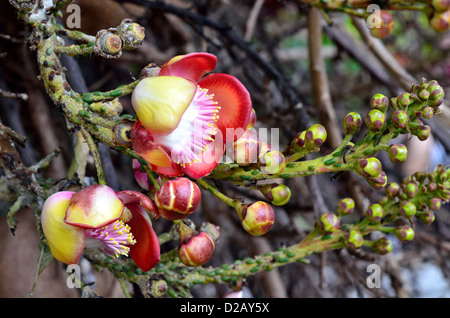 Blumen von Cannonball Baum, Couroupita Guianensis. Stockfoto