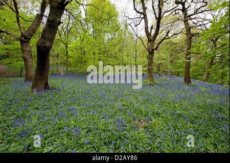 Blühende bluebells Erstellen schöne bunte blauen Teppich unter Wald Bäume im Frühling - Middleton Woods, Ilkley, West Yorkshire, England, UK. Stockfoto