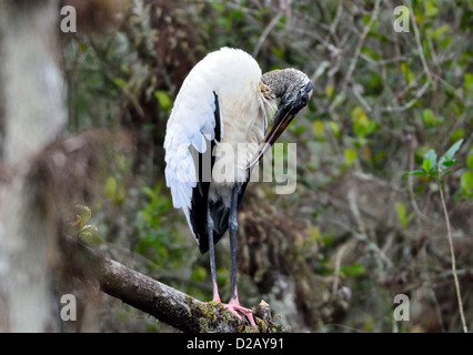 Ein Holz-Storch in seinem natürlichen Lebensraum. Big Cypress National Preserve, Florida, USA. Stockfoto