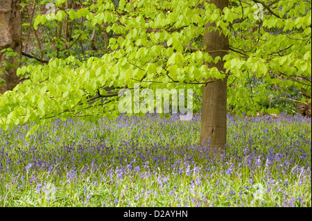 Blühenden Glockenblumen schaffen einen schönen bunten blauen Teppich unter den Bäumen im Frühling - Middleton Woods, Ilkley, West Yorkshire, England, UK. Stockfoto