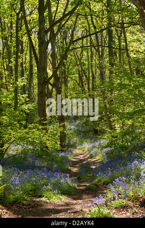 Dappled Sonnenlicht, Pfad, schöne bunte blauen Teppich der Blüte bluebells & Wald Bäume - Middleton Woods, Ilkley, West Yorkshire, England, UK. Stockfoto